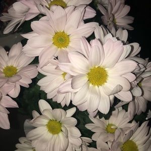 Meet your Posher, Maegan